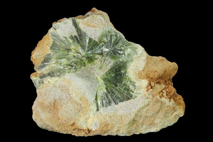 Radiating, Green Wavellite Crystal Aggregation - Arkansas #135947